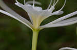 Spring spiderlily